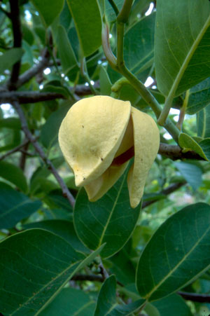 Annona glabra