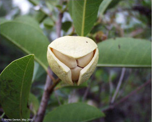 Annona glabra