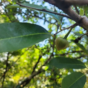 Annona montana