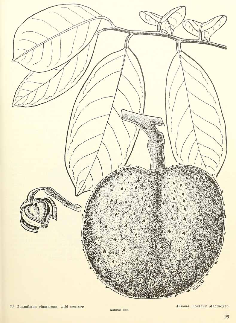 Annona montana