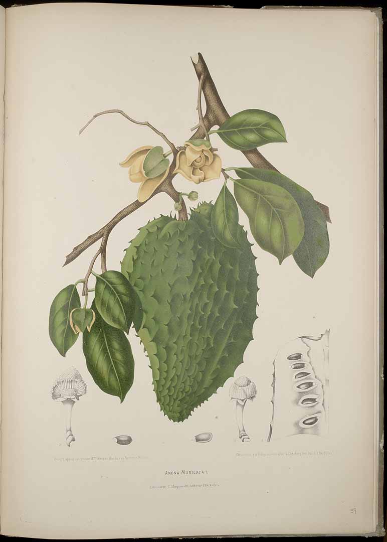 Annona muricata