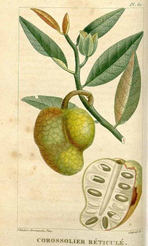 Annona reticulata