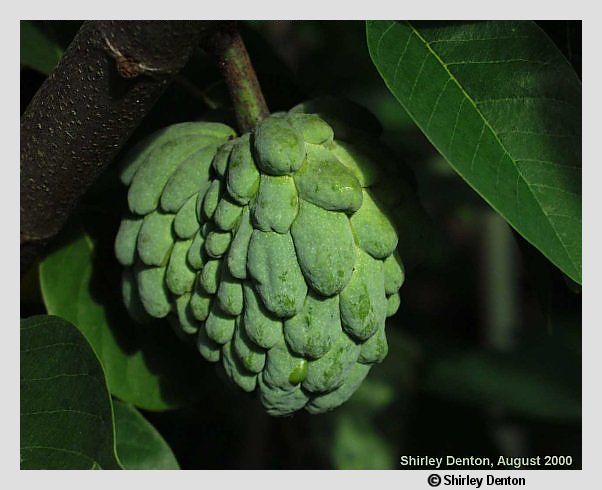 Annona squamosa