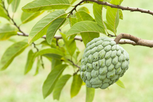 Annona squamosa