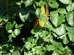 Anredera cordifolia