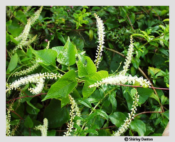 Anredera vesicaria