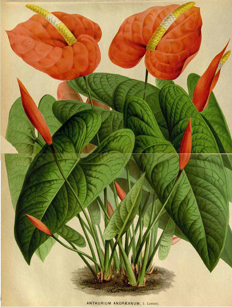 Anthurium andraeanum