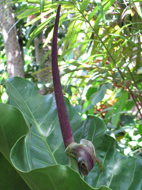 Anthurium cf. hookeri