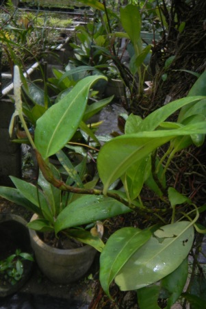 Anthurium scandens