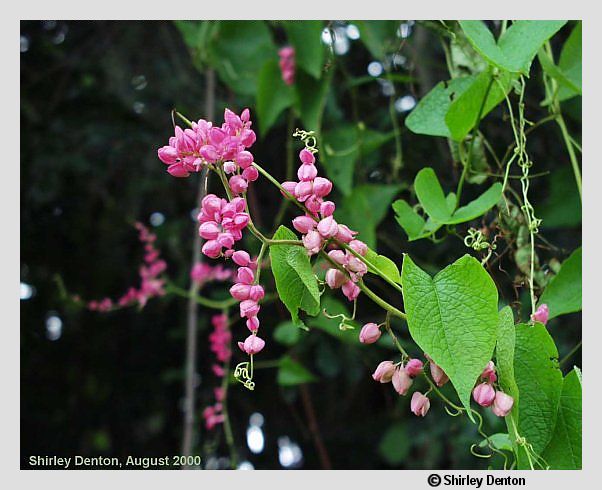 Antigonon leptopus