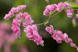 Antigonon leptopus