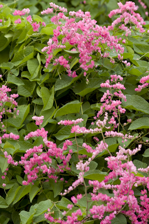 Antigonon leptopus