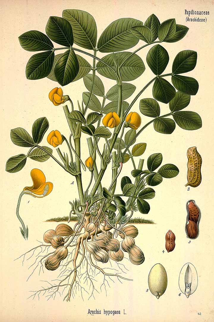 Arachis hypogaea