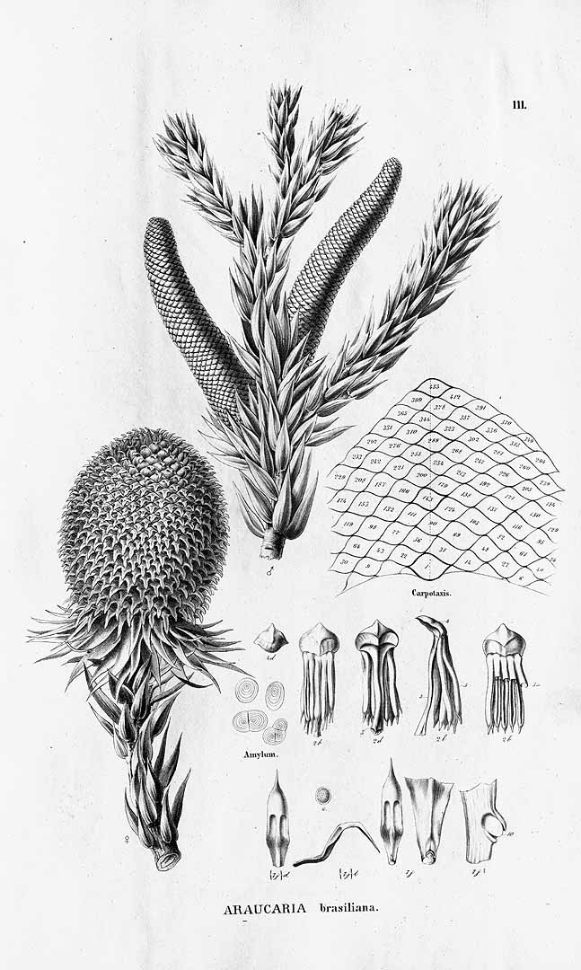 Araucaria angustifolia