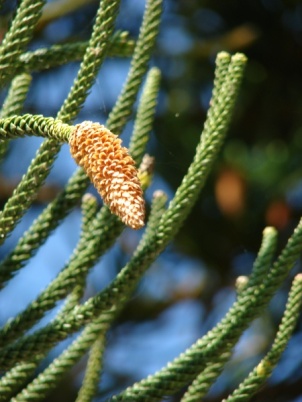 Araucaria columnaris