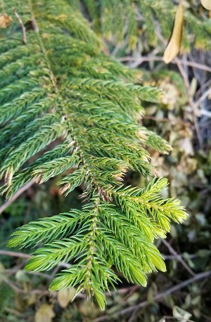 Araucaria heterophylla