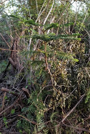 Araucaria heterophylla