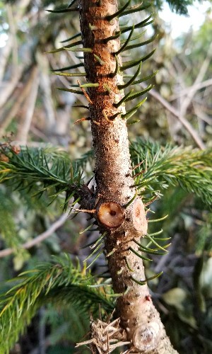 Araucaria heterophylla