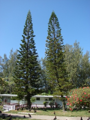 Araucaria heterophylla