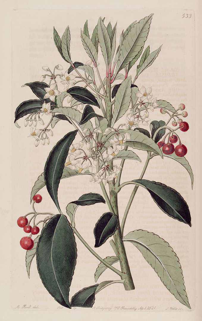 Ardisia crenata