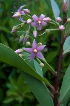 Ardisia elliptica