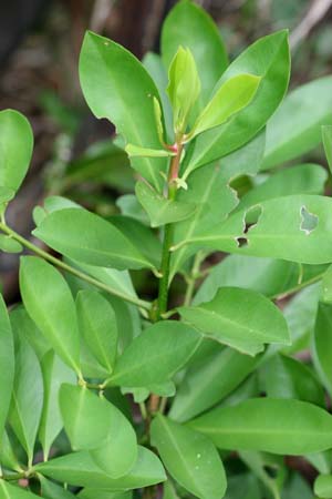 Ardisia elliptica