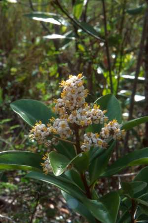 Ardisia escallonioides