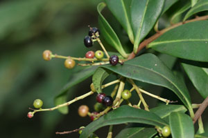 Ardisia escallonioides