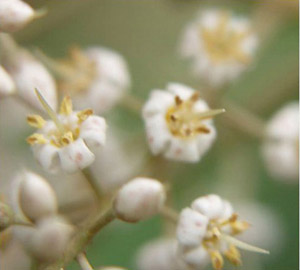 Ardisia escallonioides