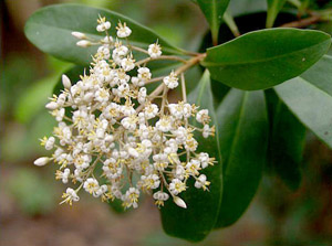 Ardisia escallonioides