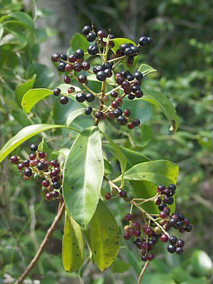 Ardisia escallonioides