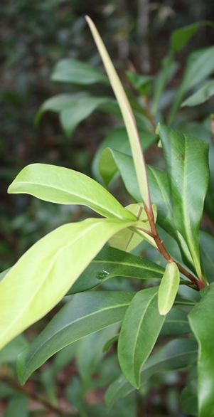 Ardisia escallonioides