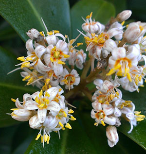 Ardisia escallonioides