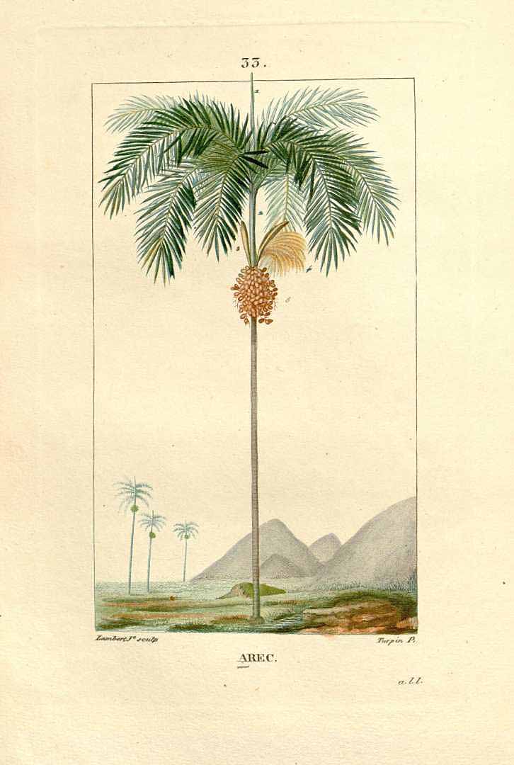 Areca catechu