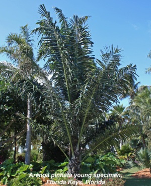 Arenga pinnata