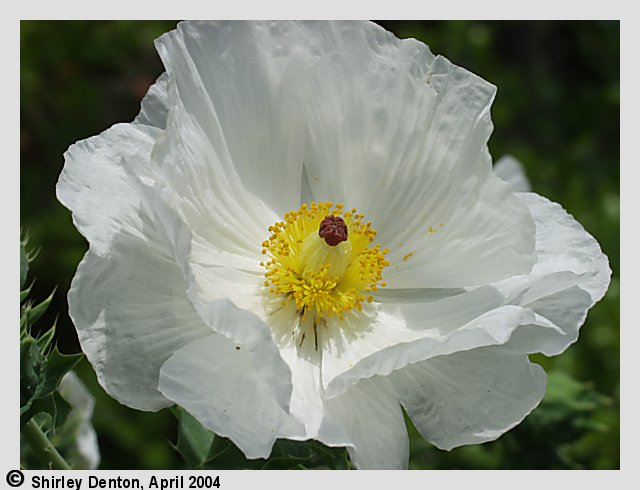 Argemone albiflora