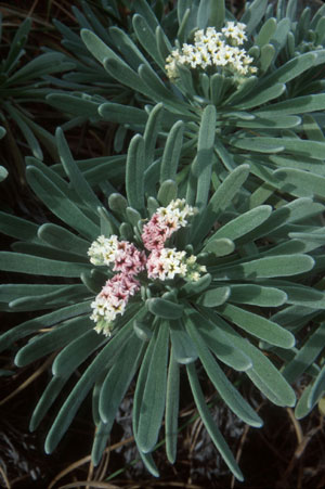 Tournefortia gnaphalodes