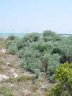 Tournefortia gnaphalodes