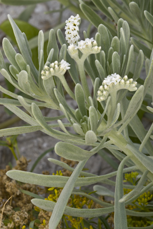 Tournefortia gnaphalodes