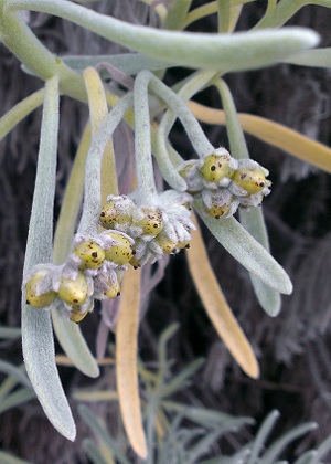 Tournefortia gnaphalodes