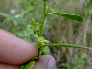 Argythamnia blodgettii