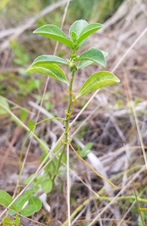 Argythamnia blodgettii