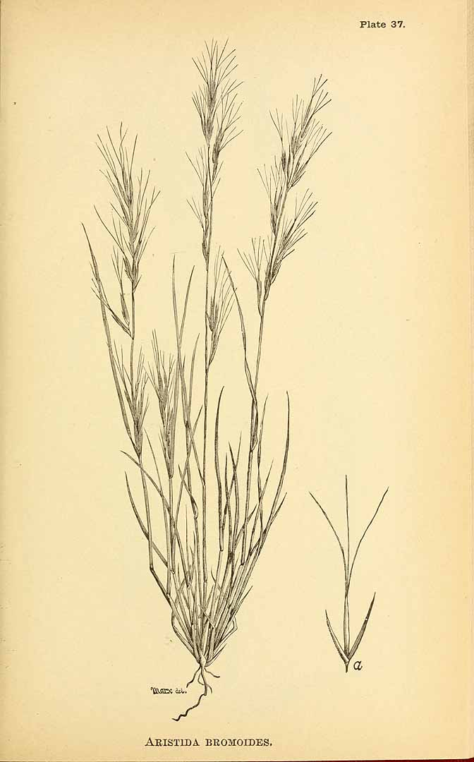 Aristida adscensionis