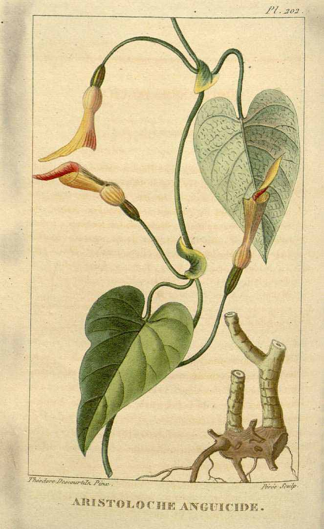 Aristolochia anguicida