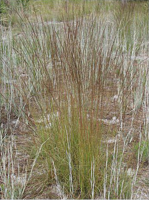 Aristida stricta