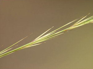 Aristida stricta