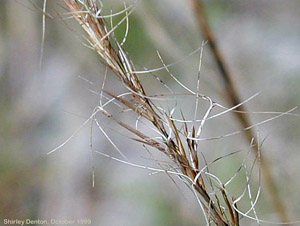 Aristida stricta