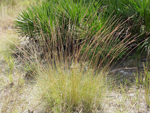 Aristida stricta