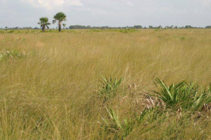 Aristida stricta