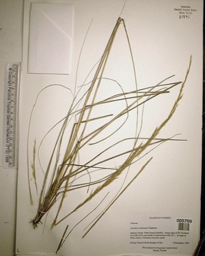 Aristida condensata